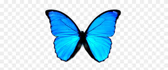 For your personal projects or designs. Butterfly Transparent Png Pictures Butterfly Png Stunning Free Transparent Png Clipart Images Free Download