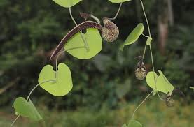 Image result for Aristolochia hockii