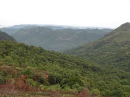 Image result for Ellipanthus