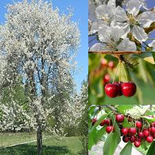 Image result for Prunus