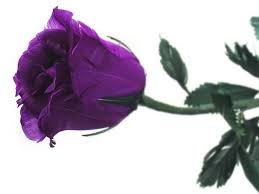 33b william street, raymond terrace (nsw), 2324, australia. Absolutely Beautiful Flowers Home Facebook