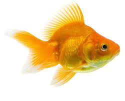 How To Take Care Of A Goldfish Caring Pets Goldfish Pet Goldfish Aquarium Fish