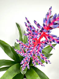 Image result for Aechmea