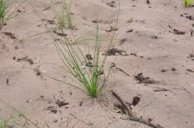Image result for Cyperus latifolius