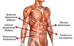 Learn anatomy faster and remember everything you learn. It Helps To See It Abdominal Muscles Anatomy Muscle Anatomy Stomach Muscles