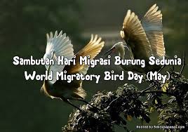 Pertandingan photojournalism sempena sambutan hari habitat sedunia 2018. Sambutan Hari Migrasi Burung Sedunia World Migratory Bird Day Sentiasa Panas