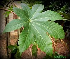 O ricinus communis que é a mamona, é uma planta que teve origem na ásia e depois foi introduzida no resto do mundo. Meu Cantinho Verde Mamona Ricinus Communis