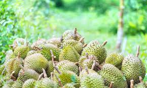 Located at the southwest of penang island. Bao Sheng Durian Farm Travel Guidebook Must Visit Attractions In Balik Pulau Bao Sheng Durian Farm Nearby Recommendation Trip Com