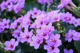 Image result for Mirabilis