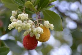 The berries form in mid spring, soon after blooming, but usually do not mature until late fall, becoming orange to red. Arbutus Sp Bonsai Bci