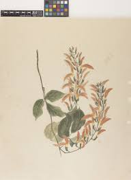 Image result for Erythrina sacleuxii