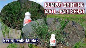 Kelebihanya adalah ia mampu bertahan hidup dalam musim kemarau yang panjang. Cara Mudah Mengatasi Rumput Grinting Di Sawah Mengatasi Gulma Di Tanaman Padi Youtube