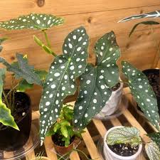 Image result for Begonia elaeagnifolia