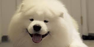 Adeta Pofuduk Bir Kutup Ayisi Instagram In En Yakisikli Samoyed I Coby Onedio Com