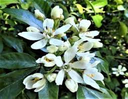Plant flowers from this list of the best smelling flowers in your garden to enjoy a fragrant garden. 20 Best Scented Plants For Your Garden