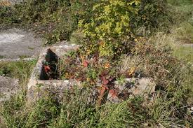 Daniel S Well Near Malmesbury Wilts With Images Wellness Plants Wilt