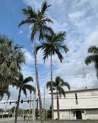 Image result for Ptychosperma elegans