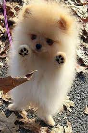 chien miniature qui montre ses coussinets animals cute dogs animal photography