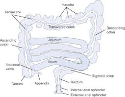 First is a pouch called the cecum. Sigmoid Colon An Overview Sciencedirect Topics
