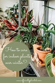 How To Care For Indoor Plants Over Winter Indoor Plants House Plant Care Houseplants