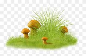 Image result for Microchloa