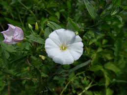 Image result for Astripomoea grantii