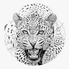 13 steps (with pictures) and more. Cheetah Snow Leopard African Realistic Leopard Head Drawing Hd Png Download Kindpng