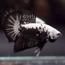 Premium Grade Live Betta Fish Black Samurai Halfmoon Plakat Hmpk Male 76