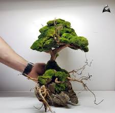 Aquascape For Sale Aquaman Nature Studio Ancient Tree Aquascape Freshwater Aquarium Plants
