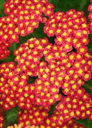 Achillea Millefolium Yarrow Achillea Millefolium Planting Flowers Flower Lover