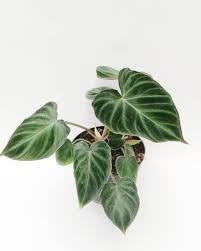 Philodendron Verrucosum Plants Plant Goals Philodendron