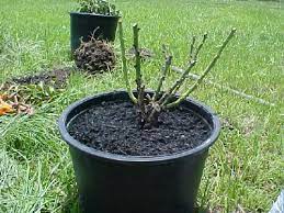 How To Transplant And Prune Roses Graphic Heavy Pruning Roses Plants Transplanting Roses