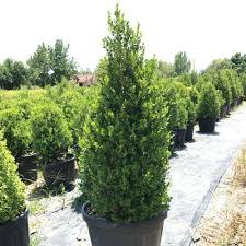 Green gem boxwood this little gem lives up to its name. Buxus Sempervirens Pyramidalis Product Plantsbenefits