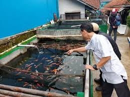 Seorang pembekal ikan dari terengganu yang ditemui di kompleks pendaratan ikan lembaga kemajuan ikan malaysia (lkim) tok bali, lim chin yong, dengan wujudkan rangkaian lebuhraya seperti lpt3 yang menghubungkan terengganu dan kelantan, pastinya memberikan banyak rahmat kepada golongan nelayan serta pembekalan sepertinya. Peluang Usaha Bisnis Ikan Koi Melonjak Konfirmasi Times