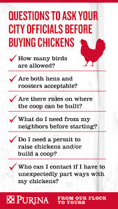 Raising them, council rules and more. Raising Backyard Chickens In Your Area Purina Animal Nutrition