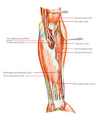 Remembering the action of each one can be quite difficult. Easy Notes On Muscles Of The Anterior Or Front Of The Forearm Earth S Lab