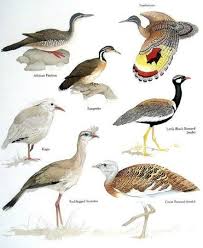 Birds Of South Africa Identification African Finfoot Sungrebe Sunbittern Little Black Bustard Great Bustard Red Legged Seriema Kagu Clockwi Beautiful Birds World Birds Bird Illustration