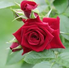 Kind hearts are the gardens, kind thoughts are the roots, kind words are the flowers, kind deeds are the fruits, take care of your garden and keep out the weeds, fill it with sunshine, kind words. Beautiful Nature Flowers Home Facebook