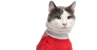 The cats have a narrow, long head and webbed feet. Whisker Fabulous Can Cats Wear Clothes Five Tips For Cat Owners