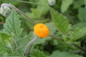 Image result for Crassocephalum paludum