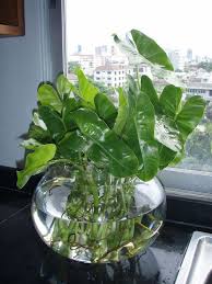 Water Plants Indoor No Soil Indoor Plants Ahometherapist Varuna Garden Water Plants Indoor Indoor Water Garden Plants