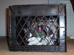 We found out that cat circles is no the easiest way to trap a cat. Cat Trap 4 Steps With Pictures Instructables