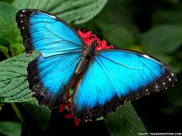 Superficial with a rotten soul. Free Download Butterfly Wallpaper Monarch Butterfly Photos Backgrounds Wallpaper 1024x768 For Your Desktop Mobile Tablet Explore 49 Wallpaper Pictures Of Butterflies Butterflies Wallpapers For Desktop