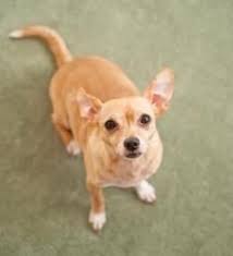 Black And Brown Rat Terrier Chihuahua Mix Yep He Is A Cutie Chihuahua Terrier Mix Chihuahua Mix Chihuahua