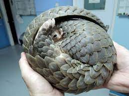 Pangolin is a solitary anteater resembling an artichoke and is the world's most trafficked mammal. Hong Kong Shops Defy Ban On Trade In Pangolin Scales