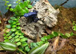 Marcgravia Sp Shingle Plant Josh S Frogs Terrarium Plants For Sale Fast Growing Flowers Terrarium Plants