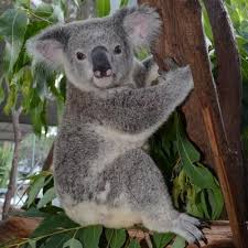 Buzzfeed staff if you get 8/10 on this random knowledge quiz, you know a thing or two how much totally random knowledge do you have? Koala Comprehension English Quiz Quizizz