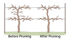 Image result for grape pruning