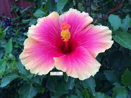 Different kinds of flowers in the philippines. Philippine Flowers Live Life And Love