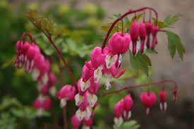 Plant Of The Week 18 Decentra Spectabilis Bleeding Heart But Watch Out For A Name Change To Lamprocapnos Spectabil Bleeding Heart Flowers Amazing Flowers